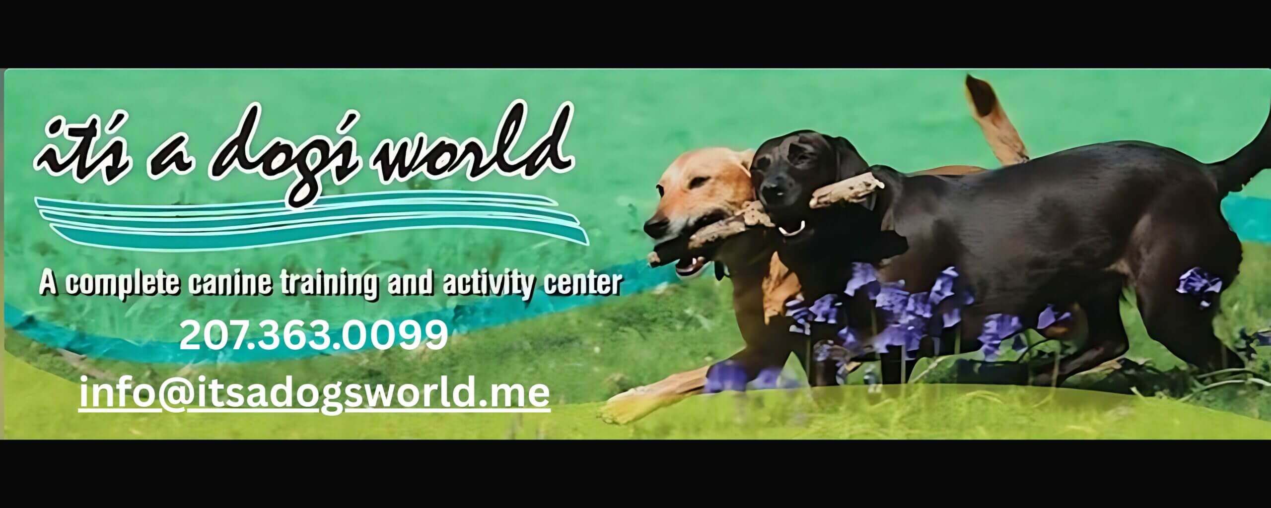 It's a Dogs World